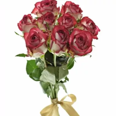 Kytice 9 žíhaných růží PARADISO 70cm