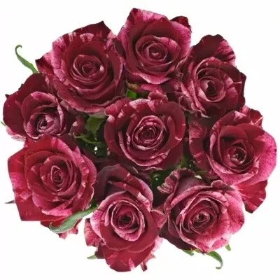 Kytice 9 žíhaných růží RED STORM 30cm