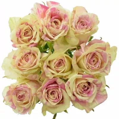 Kytica 9 žíhaných ruží SWEET HARLEQUIN 50cm