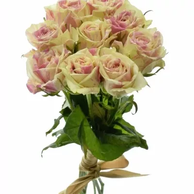Kytice 9 žíhaných růží SWEET HARLEQUIN 40cm