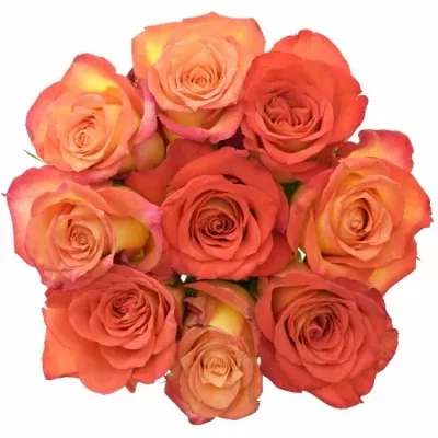 Kytice 9 žíhaných růží UTOPIA