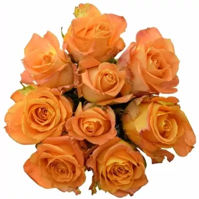 Kytice 9 žlutooranžových růží CUENCA+