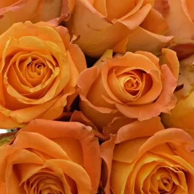Kytice 9 žlutooranžových růží MORNING SUN 40cm