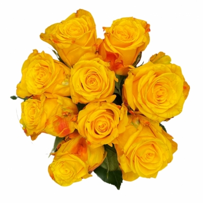 Kytice 9 žlutých růží CANDLELIGHT 100 cm