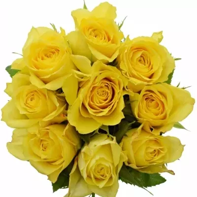 Kytice 9 žlutých růží INTENSE 60cm