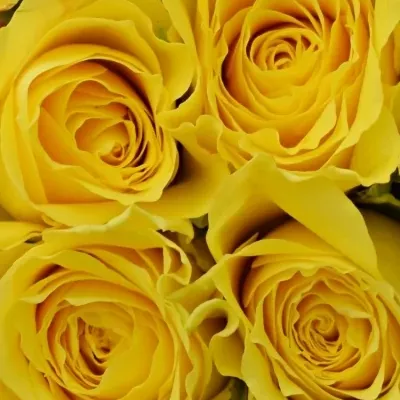 Kytice 9 žlutých růží GOLDEN TOWER 50 cm