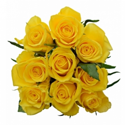 Kytice 9 žlutých růží JACKPOT 70 cm