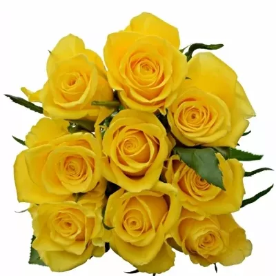 Kytice 9 žlutých růží JACKPOT 50cm