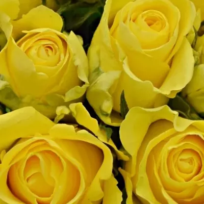 Kytice 9 žlutých růží LIMELIGHT