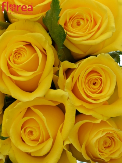 Kytice 9 žlutých růží MOONWALK 50 cm