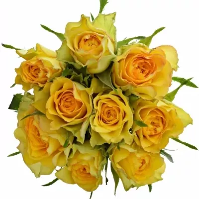 Kytice 9 žlutých růží PACO! 50cm