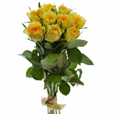 Kytice 9 žlutých růží PACO! 40cm