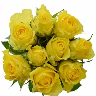 Kytice 9 žlutých růží Penny Lane 50cm
