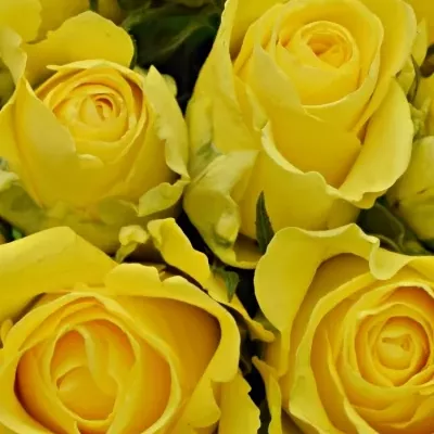Kytice 9 žlutých růží Penny Lane 50cm