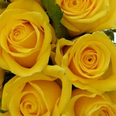 Kytice 9 žlutých růží SONRISA