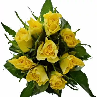 Kytica 9 žltých ruží SUNNY SHER 50cm