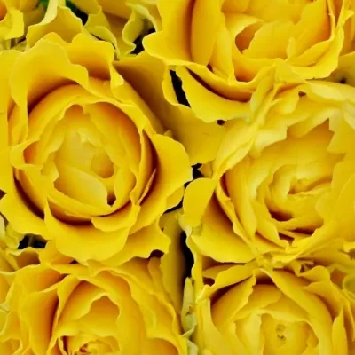 Kytice 9 žlutých růží VIVA