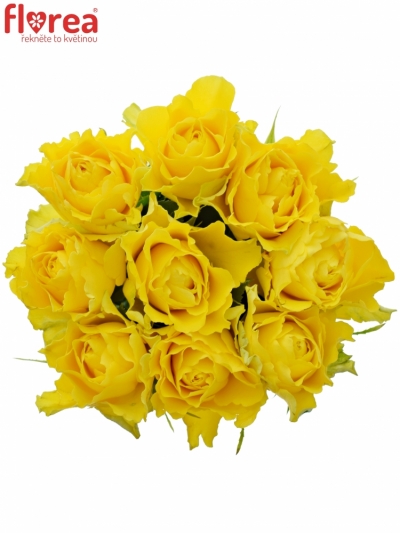 Kytice 9 žlutých růží VIVA 60cm