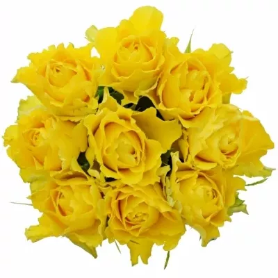 Kytice 9 žlutých růží VIVA 50cm