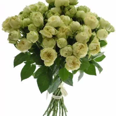 Kytice růží 100 - 130 květů BLANCHETTE SUPER 