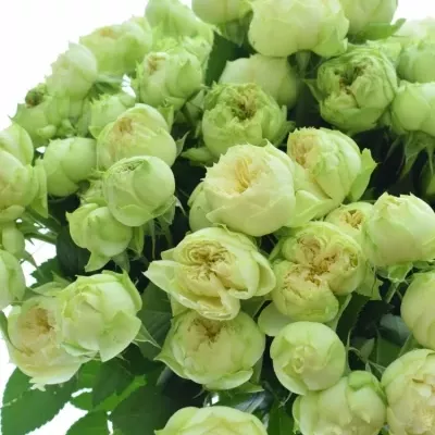 Kytice růží 100 - 130 květů BLANCHETTE SUPER 