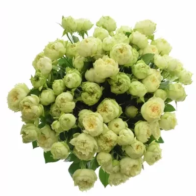 Kytice růží 100 - 130 květů BLANCHETTE SUPER 