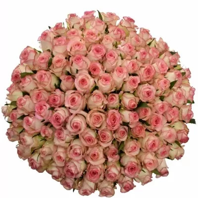 Kytice100 bílorůžových růží JUMILIA 50cm