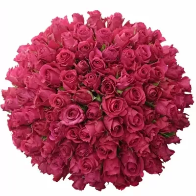 Kytice100 růžových růží ISADORA 40cm