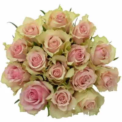 Kytice15 smotanových ruží DREAMLAND 60cm