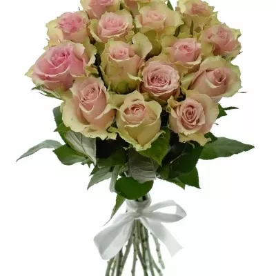 Kytice15 smetanových růží DREAMLAND 60cm
