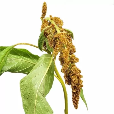 Laskavec BROWN SUGAR 60cm