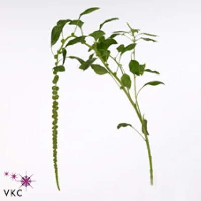 Laskavec CAUDATUS GREEN CORD 50 cm