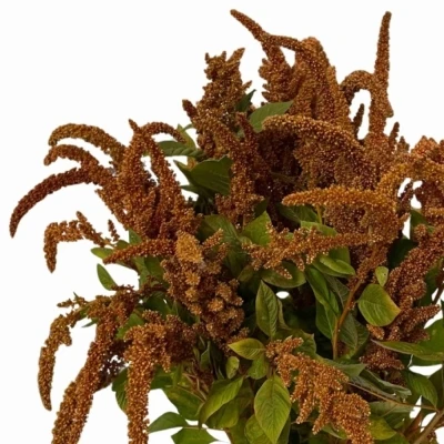 Laskavec CRUENTUS HOT BISCUITS 80 cm