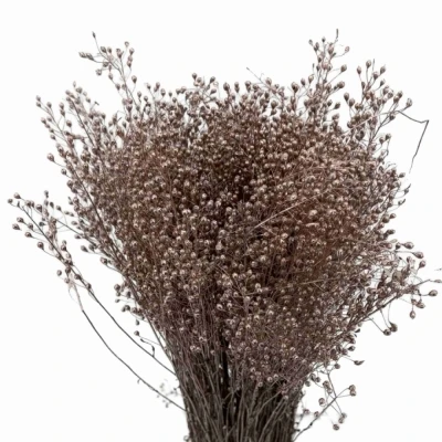 Lepidium CHAMPAGNE 70 cm