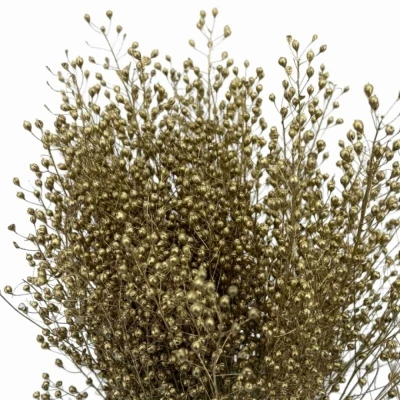 Lepidium GOLD 55 cm