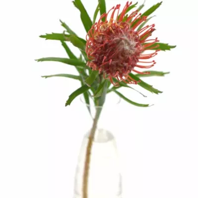 LEUCADENDRON CO TANGO 35cm