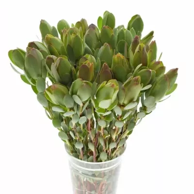 LEUCADENDRON DISCOLOR 40cm