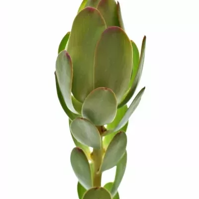 LEUCADENDRON DISCOLOR 50 cm