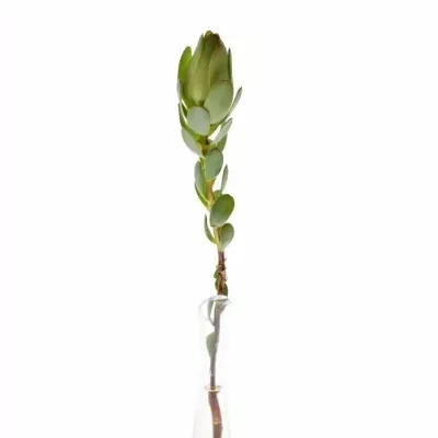 LEUCADENDRON DISCOLOR 40cm