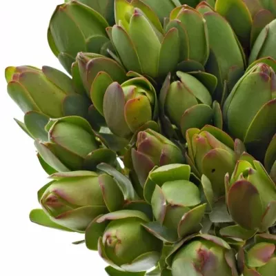 LEUCADENDRON DISCOLOR 40cm