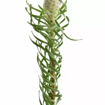 LEUCADENDRON LINIFOLIUM AYOBA JADE PEARL 30cm