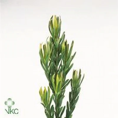 LEUCADENDRON PIZZA 40cm