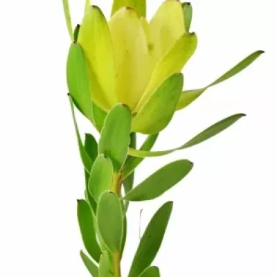 LEUCADENDRON  SAFARI GOLD STRIKE 50cm