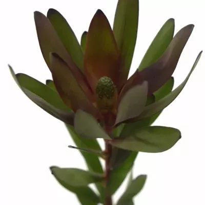 LEUCADENDRON SAFARI SUNSET 