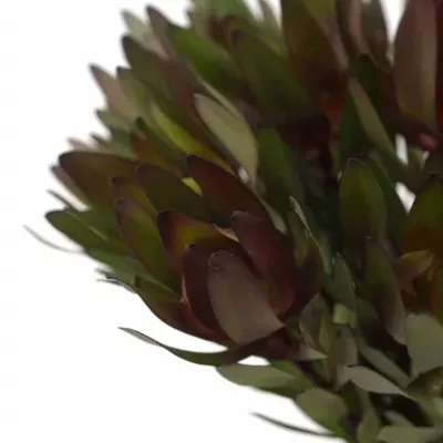 LEUCADENDRON SAFARI SUNSET 