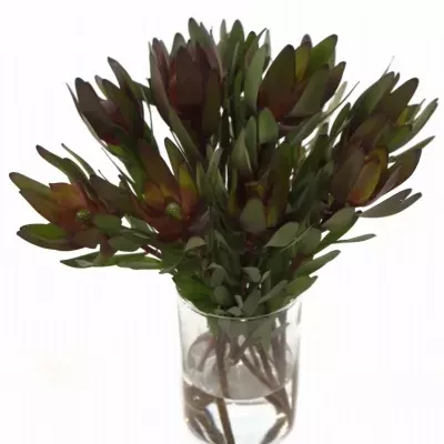 LEUCADENDRON SAFARI SUNSET 