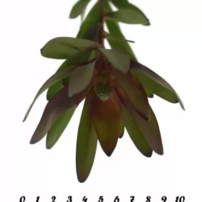 LEUCADENDRON SAFARI SUNSET 