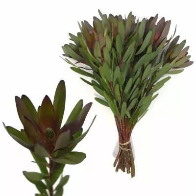 LEUCADENDRON SAFARI SUNSET 40cm 