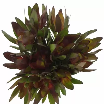 LEUCADENDRON SAFARI SUNSET 