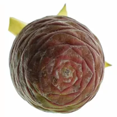 Leucadendron SALICIFOLIUM 50cm